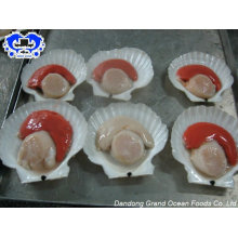 frozen half shell scallops